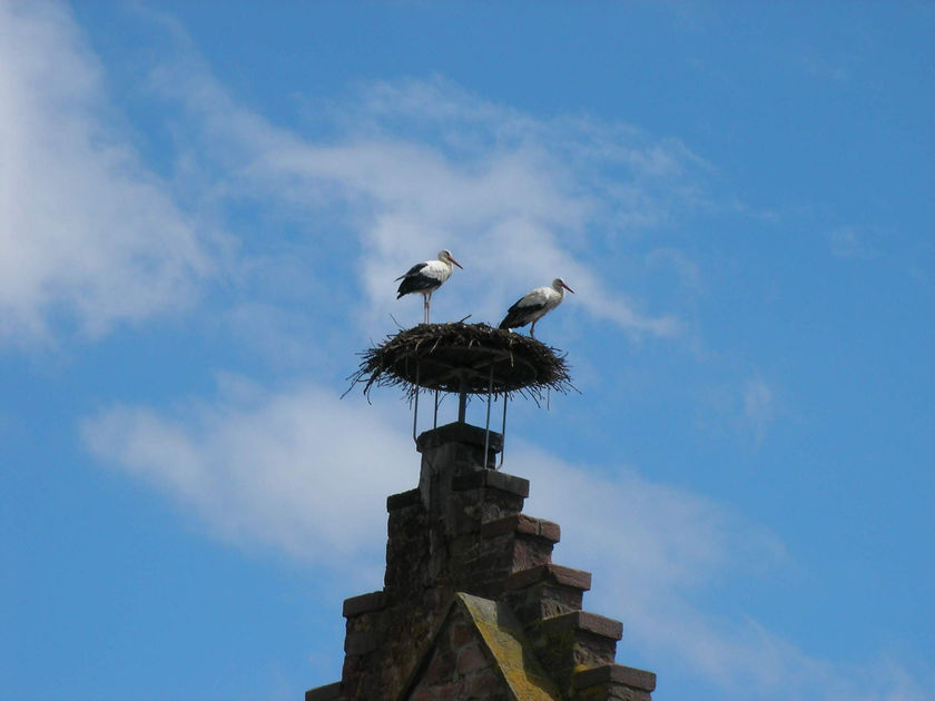 Cigognes, monument aux morts d'Ostheim