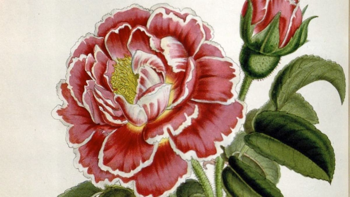 Provins rose (1851, Houtte, L. van)